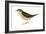 Water Thrush (Seiurus Noveboracensis), Birds-Encyclopaedia Britannica-Framed Art Print