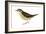 Water Thrush (Seiurus Noveboracensis), Birds-Encyclopaedia Britannica-Framed Art Print