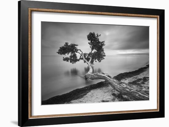 Water Tree 10 BW-Moises Levy-Framed Photographic Print