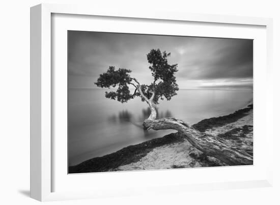 Water Tree 10 BW-Moises Levy-Framed Photographic Print