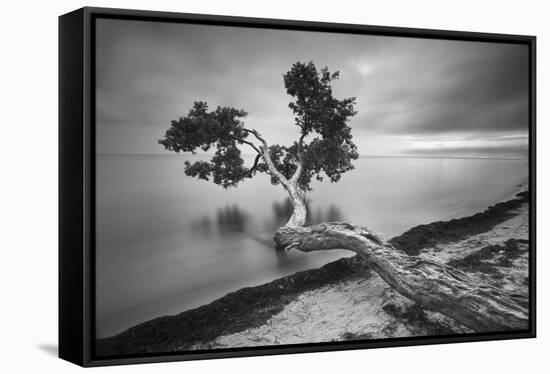 Water Tree 10 BW-Moises Levy-Framed Stretched Canvas