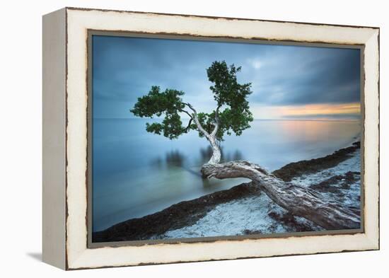 Water Tree 10 Color-Moises Levy-Framed Premier Image Canvas