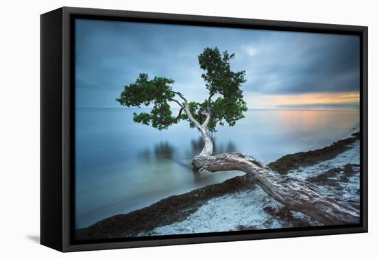 Water Tree 10 Color-Moises Levy-Framed Premier Image Canvas