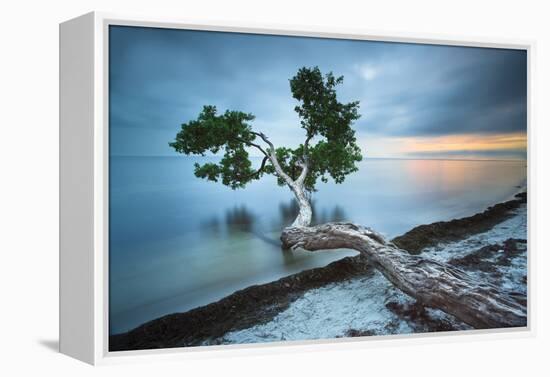 Water Tree 10 Color-Moises Levy-Framed Premier Image Canvas