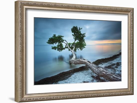 Water Tree 10 Color-Moises Levy-Framed Photographic Print