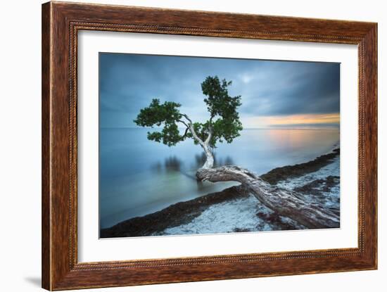 Water Tree 10 Color-Moises Levy-Framed Photographic Print