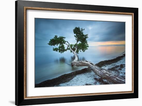 Water Tree 10 Color-Moises Levy-Framed Photographic Print