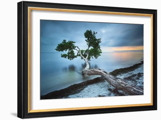 Water Tree 10 Color-Moises Levy-Framed Photographic Print