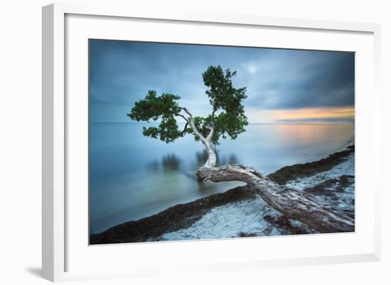 Water Tree 10 Color-Moises Levy-Framed Photographic Print