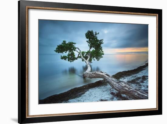 Water Tree 10 Color-Moises Levy-Framed Photographic Print