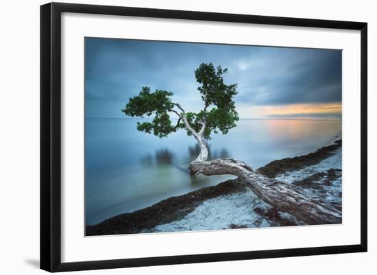 Water Tree 10 Color-Moises Levy-Framed Photographic Print