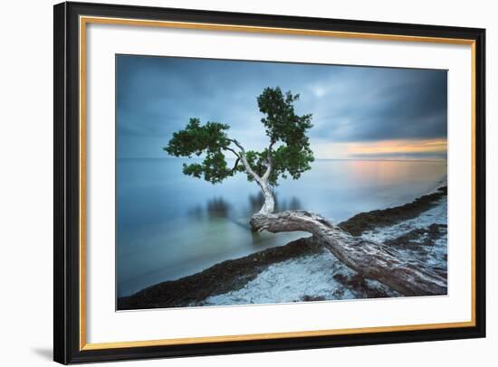 Water Tree 10 Color-Moises Levy-Framed Photographic Print