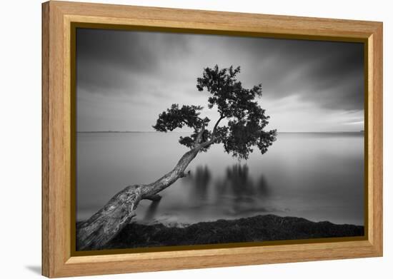 Water Tree 11 BW-Moises Levy-Framed Premier Image Canvas