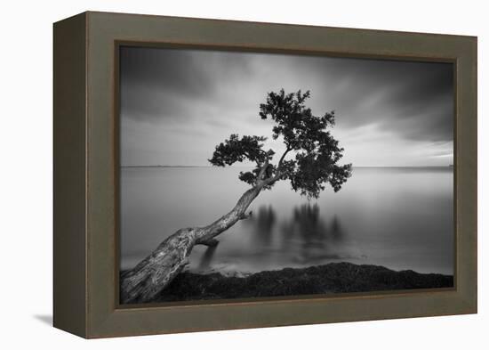 Water Tree 11 BW-Moises Levy-Framed Premier Image Canvas