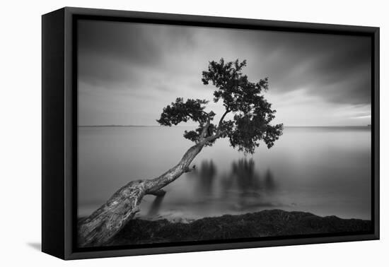 Water Tree 11 BW-Moises Levy-Framed Premier Image Canvas