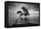 Water Tree 11 BW-Moises Levy-Framed Premier Image Canvas