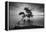 Water Tree 11 BW-Moises Levy-Framed Premier Image Canvas