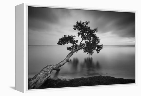 Water Tree 11 BW-Moises Levy-Framed Premier Image Canvas