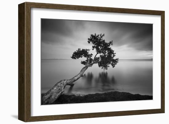 Water Tree 11 BW-Moises Levy-Framed Photographic Print