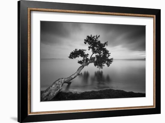 Water Tree 11 BW-Moises Levy-Framed Photographic Print