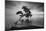 Water Tree 11 BW-Moises Levy-Mounted Photographic Print