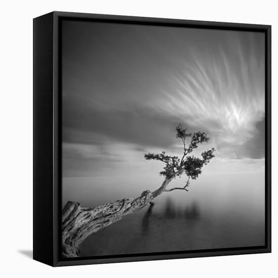 Water Tree 3-Moises Levy-Framed Stretched Canvas