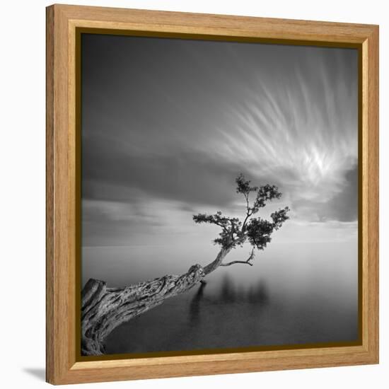 Water Tree 3-Moises Levy-Framed Premier Image Canvas