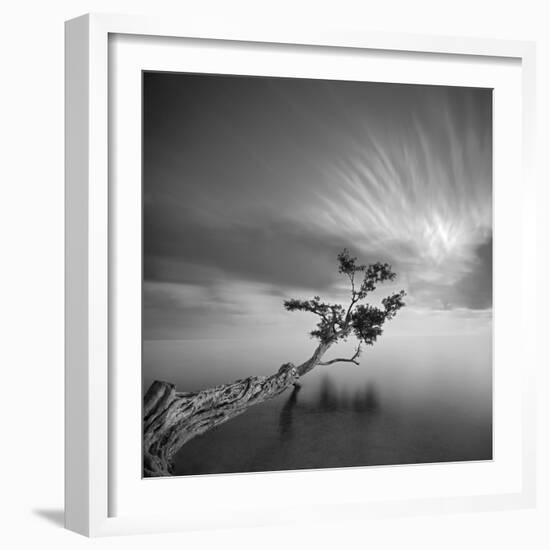 Water Tree 3-Moises Levy-Framed Photographic Print