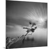 Water Tree 3-Moises Levy-Mounted Photographic Print