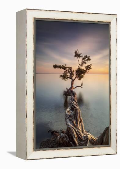 Water Tree III-Moises Levy-Framed Premier Image Canvas