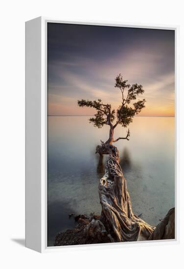 Water Tree III-Moises Levy-Framed Premier Image Canvas