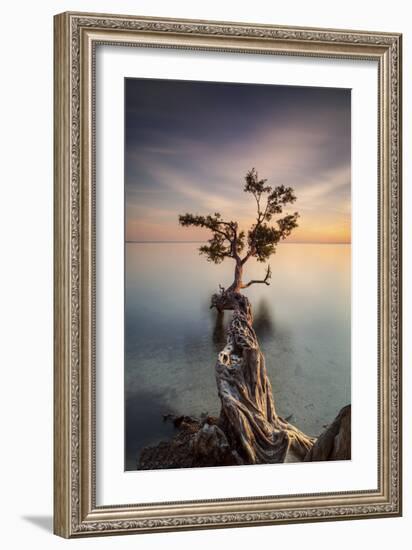 Water Tree III-Moises Levy-Framed Photographic Print