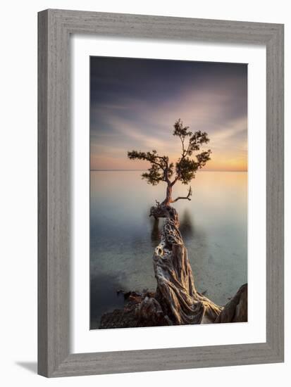 Water Tree III-Moises Levy-Framed Photographic Print