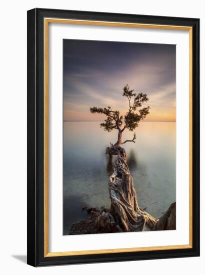 Water Tree III-Moises Levy-Framed Photographic Print