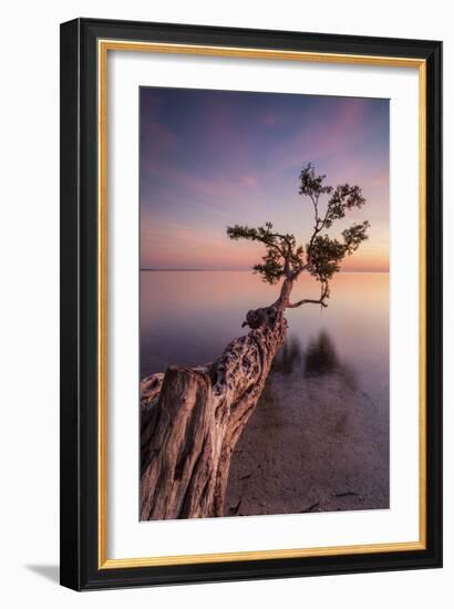 Water Tree IV-Moises Levy-Framed Photographic Print