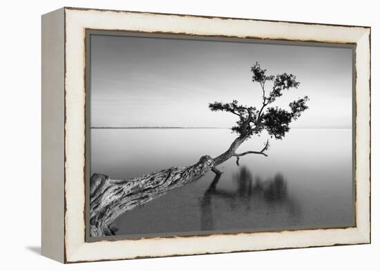 Water Tree IX-Moises Levy-Framed Premier Image Canvas