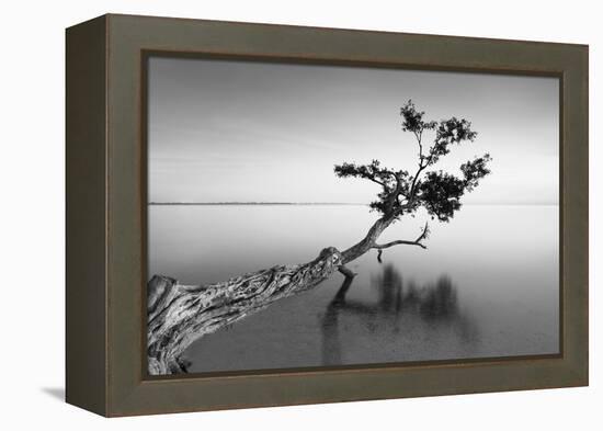 Water Tree IX-Moises Levy-Framed Premier Image Canvas