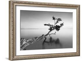 Water Tree IX-Moises Levy-Framed Photographic Print