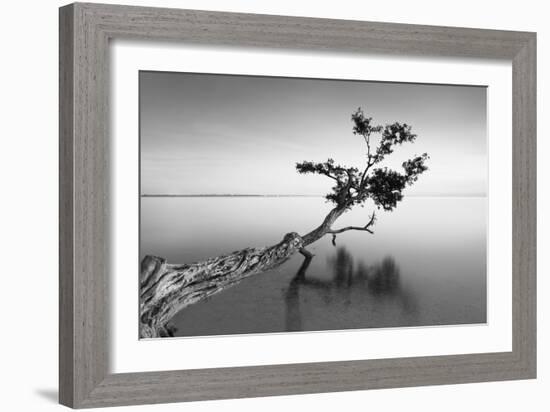 Water Tree IX-Moises Levy-Framed Photographic Print