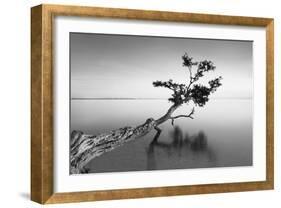 Water Tree IX-Moises Levy-Framed Photographic Print