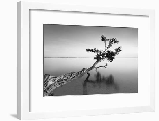 Water Tree IX-Moises Levy-Framed Photographic Print