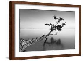 Water Tree IX-Moises Levy-Framed Photographic Print