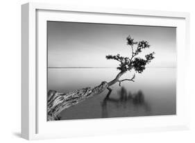 Water Tree IX-Moises Levy-Framed Photographic Print