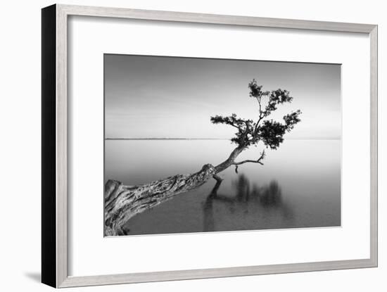 Water Tree IX-Moises Levy-Framed Photographic Print