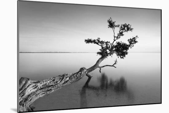 Water Tree IX-Moises Levy-Mounted Photographic Print