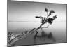 Water Tree IX-Moises Levy-Mounted Photographic Print