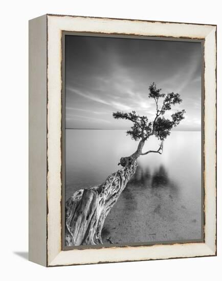 Water Tree V-Moises Levy-Framed Premier Image Canvas