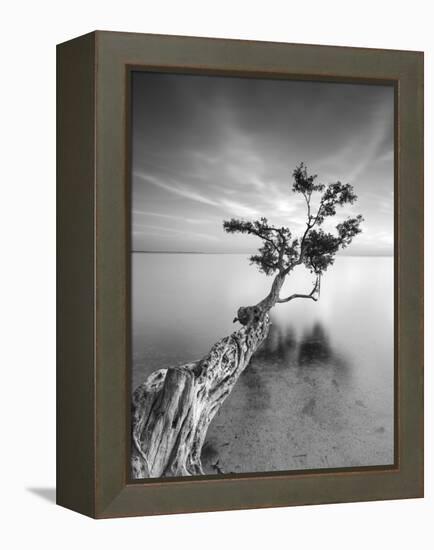 Water Tree V-Moises Levy-Framed Premier Image Canvas