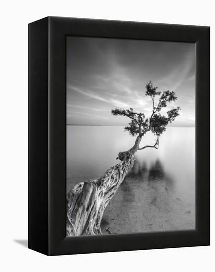 Water Tree V-Moises Levy-Framed Premier Image Canvas