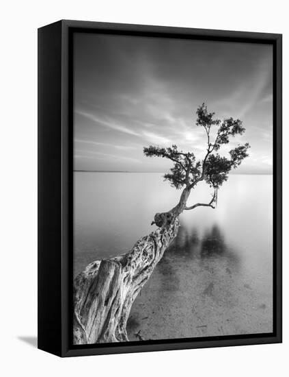 Water Tree V-Moises Levy-Framed Premier Image Canvas